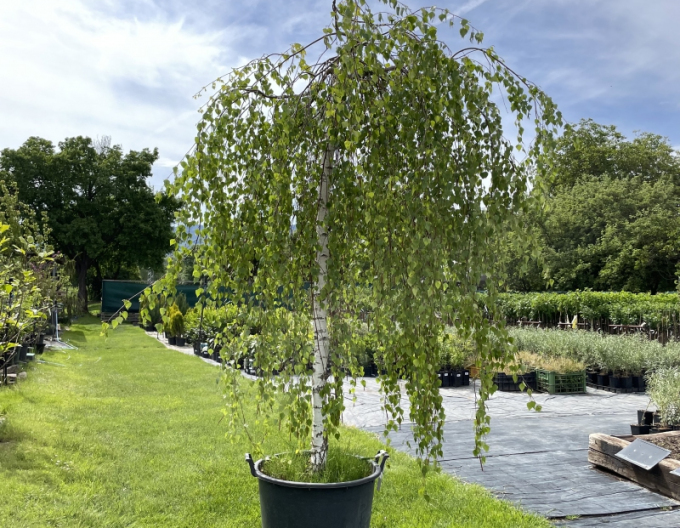 Převislá bříza ´Youngi´