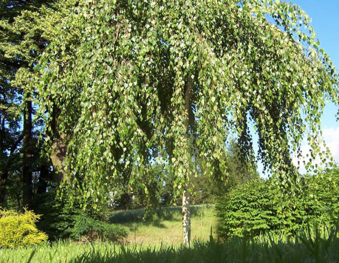 Převislá bříza ´Youngi´