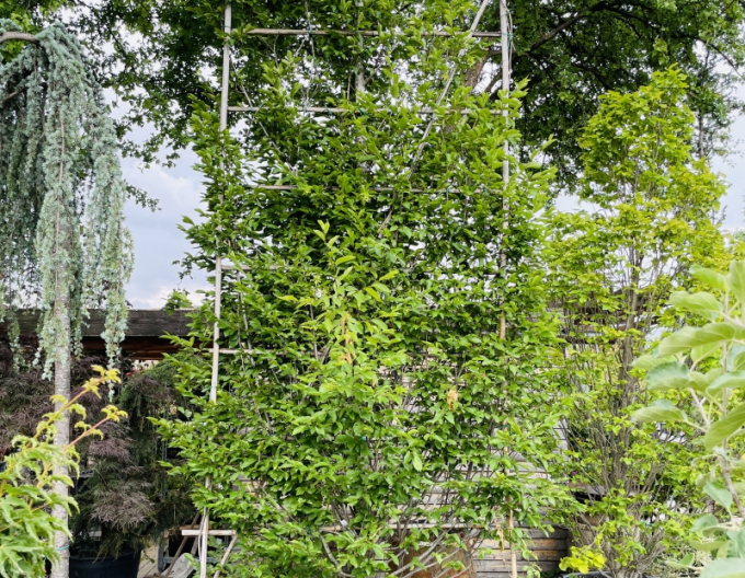 Habr obecný ´Stena 350x150cm´