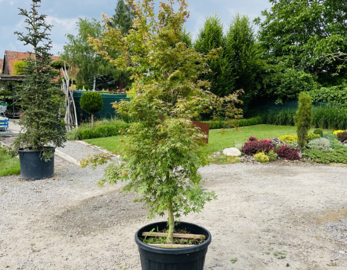 Javor dlanitolistý ´Katsura´