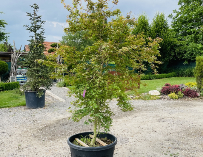 Javor dlanitolistý ´Katsura´