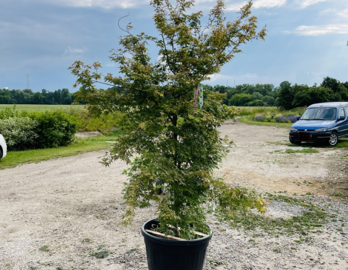 Javor dlanitolistý ´Katsura´