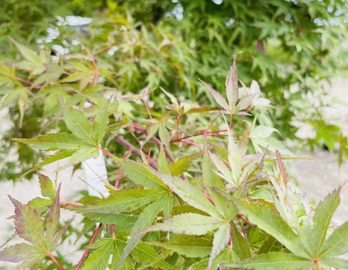 Javor dlanitolistý ´Katsura´