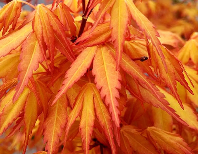 Javor dlanitolistý ´Katsura´