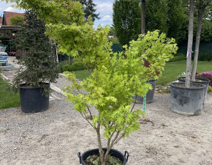 Javor dlanitolistý Summer Gold