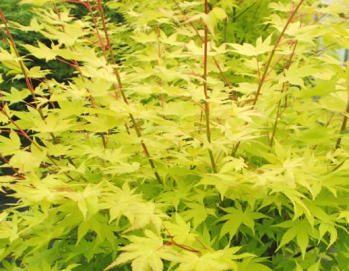 Javor dlanitolistý Summer Gold