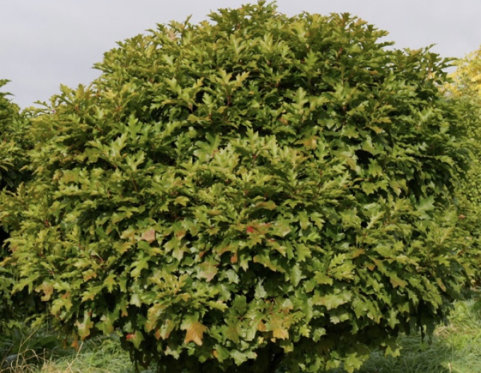 Dub bahenní ’Green Dwarf’