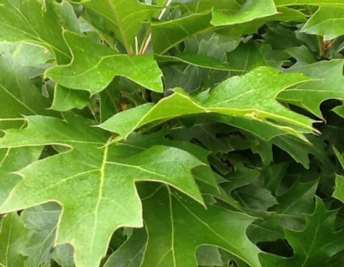 Dub bahenní ’Green Dwarf’