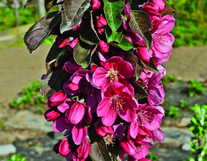 Sloupovitá jabloň Maypole podzimní, podn. M7, kont. 5L