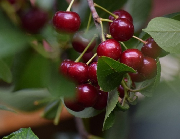 Třešeň Northstar pozdní 5l