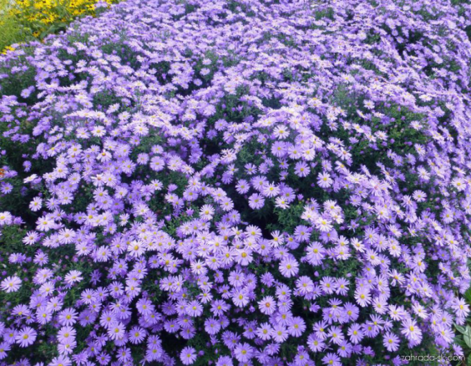 Astra ´Prof. Anton Kippenberg´´