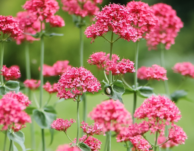 Červený centrant Coccineus