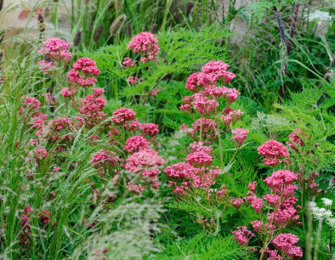 Červený centrant Coccineus