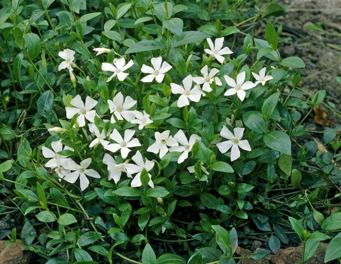 Barvínek menší ´Alba´