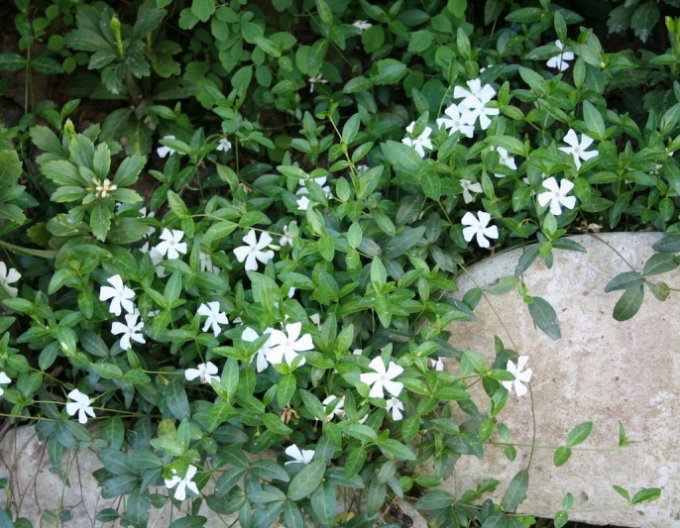 Barvínek menší ´Alba´