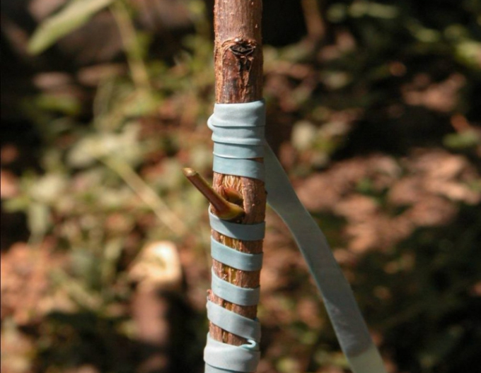 Štěpárska gumička 160x4,5mm