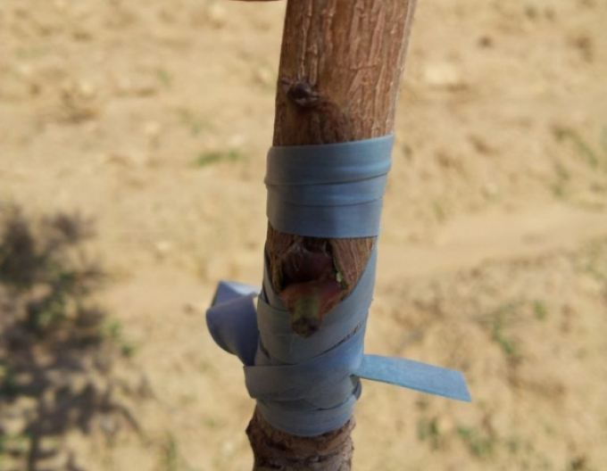 Štěpárska gumička 240x6mm