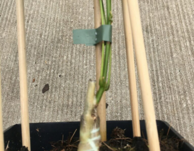 Štěpárska gumička 240x6mm