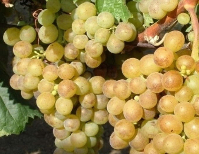 Réva vinná  Polockei Muskotal