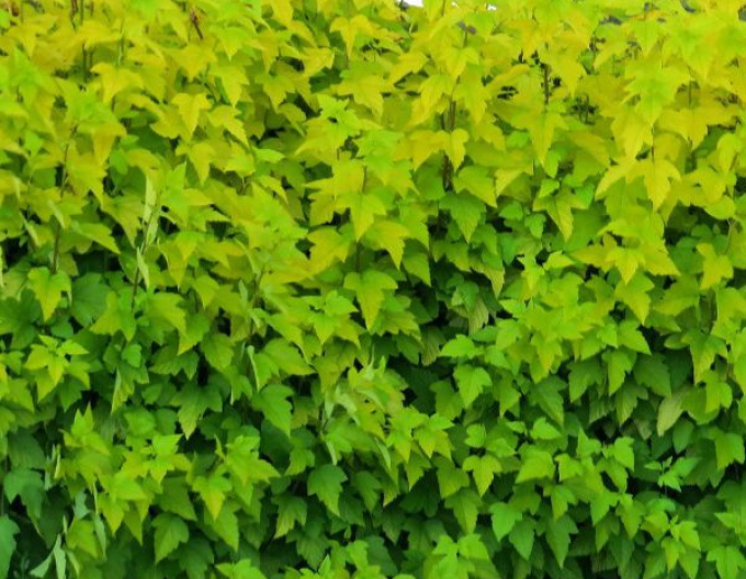 Tavola kalinolistá ’Dart’s Gold’