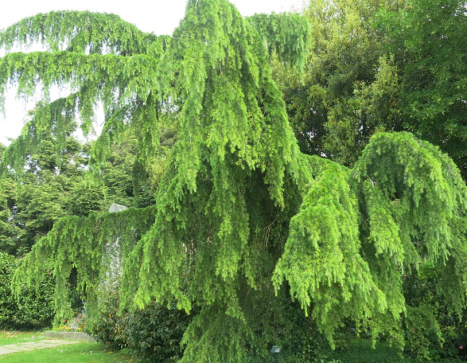 Himálajský cedr ´Pendula´na kmínku