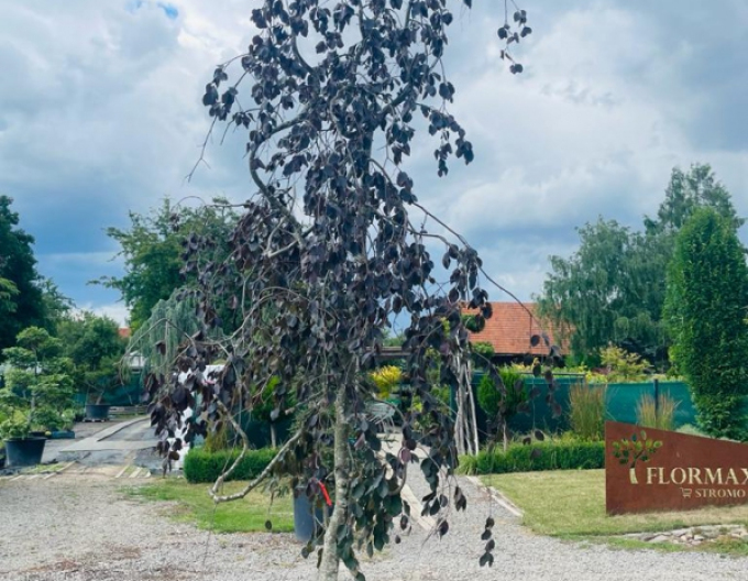 Buk "Purple Fontaine"