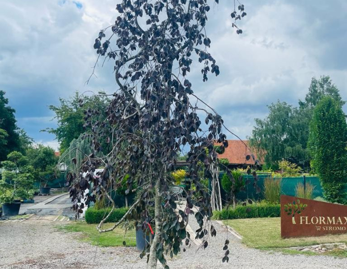 Buk "Purple Fontaine"