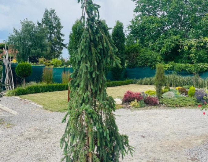 Smrk "Inversa" převislý