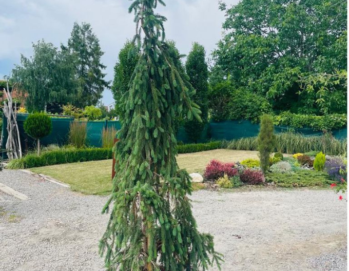 Smrk "Inversa" převislý